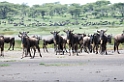 Ndutu Gnu flok08